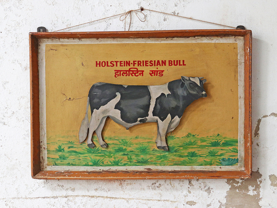 Old Indian Painting - Friesian Cow Yellow