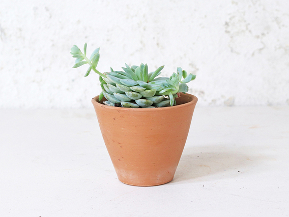 Tapered Terracotta Plant Pot - Small Small
