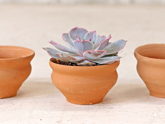Tea Cup Plant Pot - Set Of 5