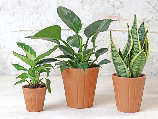 Fluted Terracotta Pot - Set Of 3