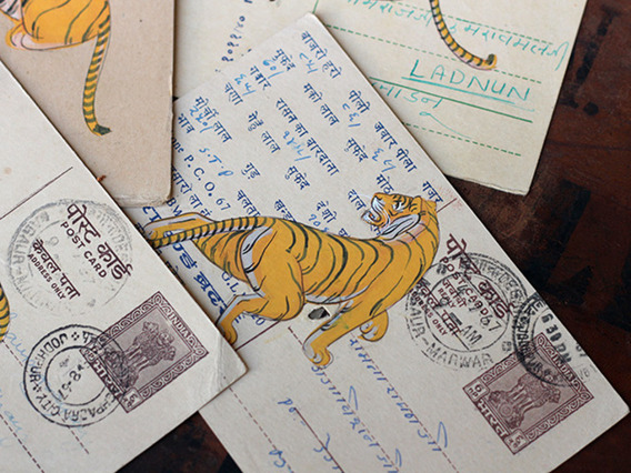 Hand-painted Vintage Indian Postcard - Terrible Tigers