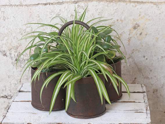 Metal Storage Pot - Quadruple Large