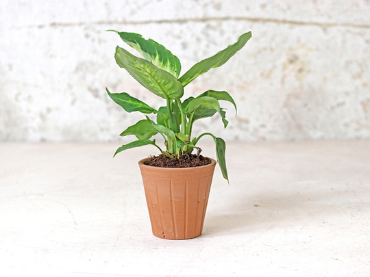 Fluted Terracotta Pot - Small