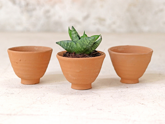 Egg Cup Plant Pot - Set Of 10