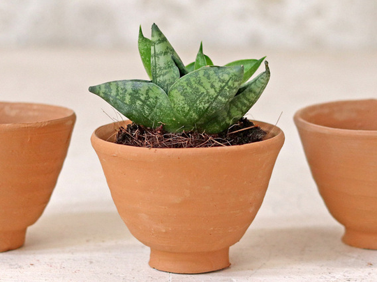 Egg Cup Plant Pot - Set Of 5