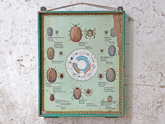 Vintage Biology Tick Poster Multi