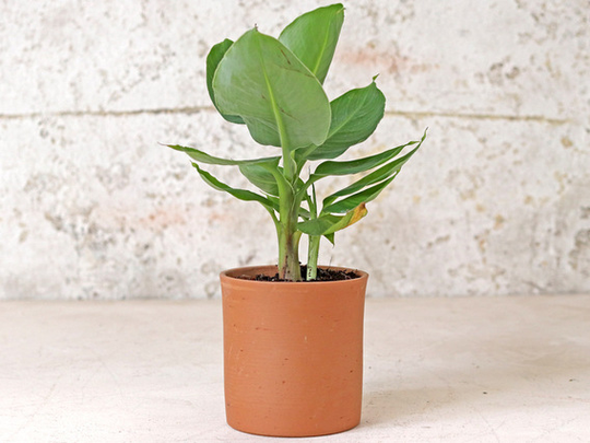 Tall Cylinder Plant Pot