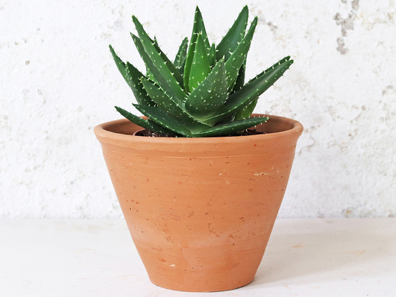 Tapered Terracotta Plant Pot - Large Large